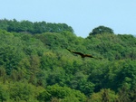 roofvogel onderweg