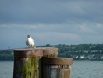 bodensee