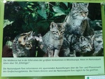 Eifel-Tigers!!!!